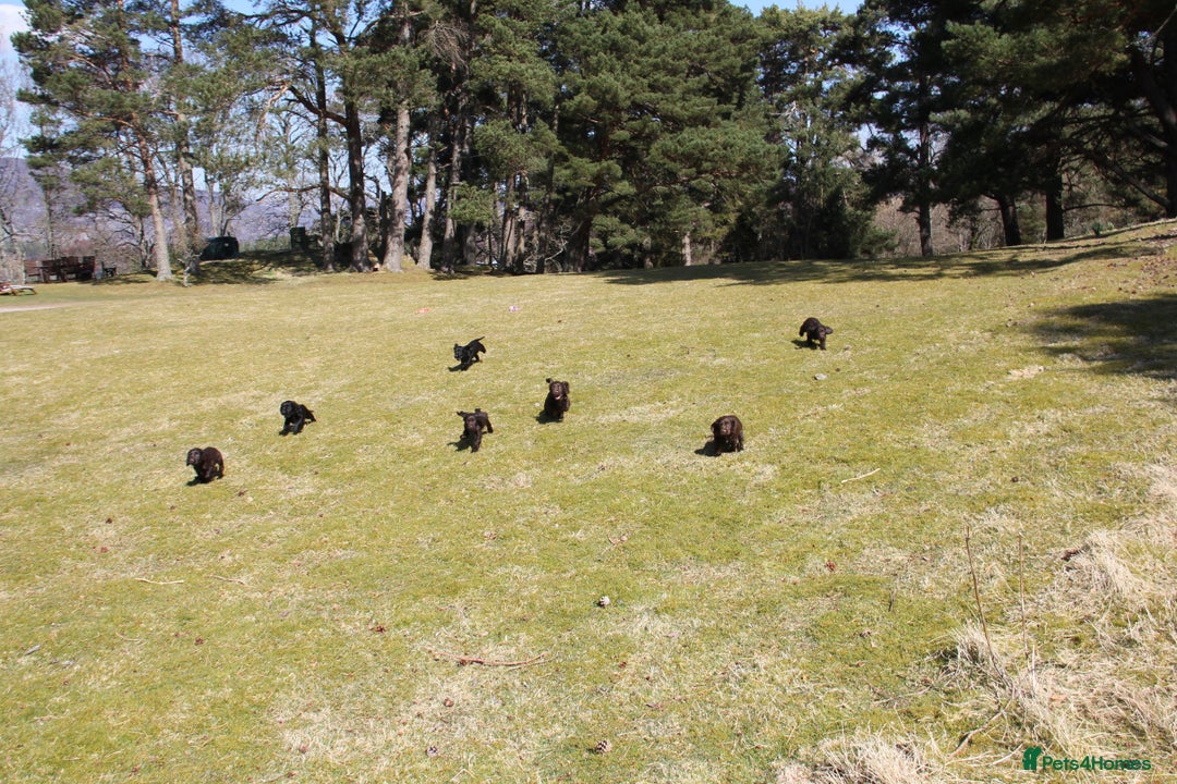 Cocker Spaniel dogs for sale: Gorgeous KC Reg Cocker Spaniels for Forever Homes - Advert 25