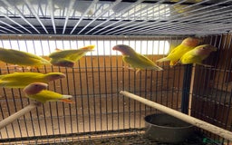 Cockatiels birds for sale: Cockatiels , love birds and bourkes  - Image 7