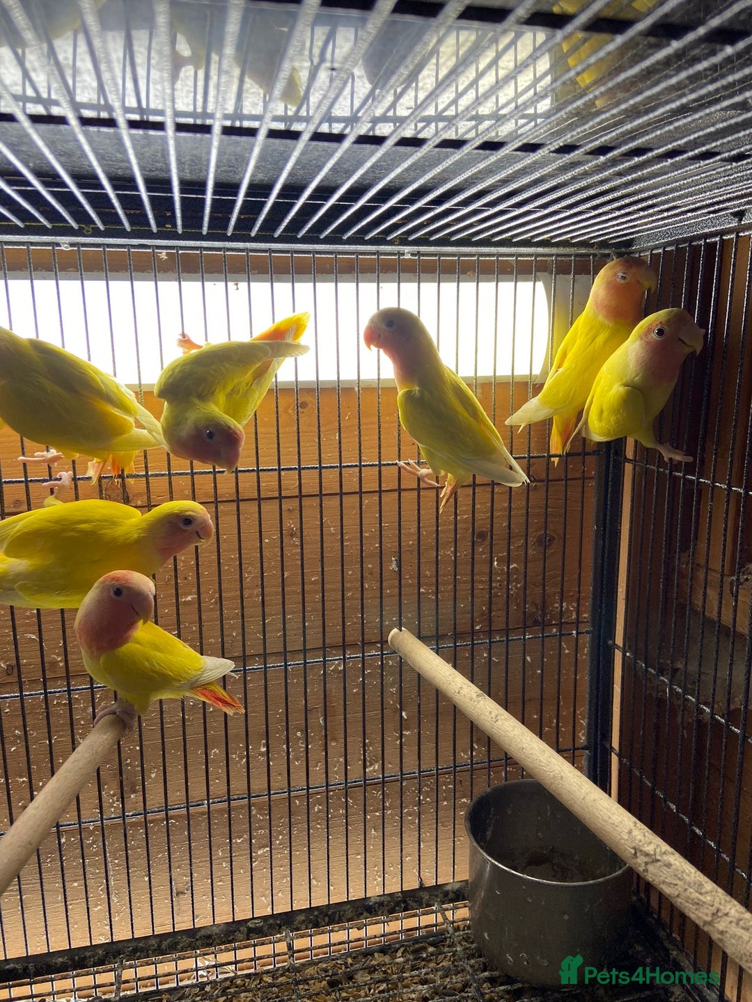 Cockatiels birds for sale: Cockatiels , love birds and bourkes  - Image 7