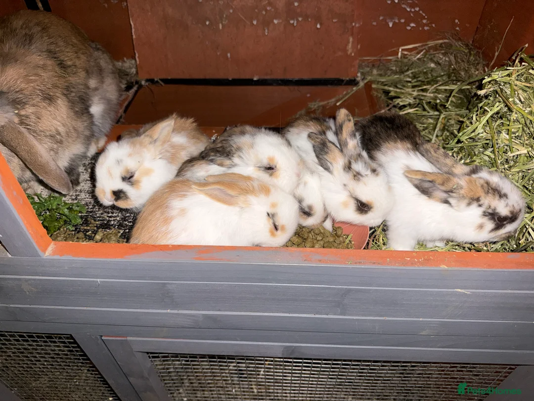 English Lop rabbits for sale: Two lop bunnies  in Reading - Advert 2