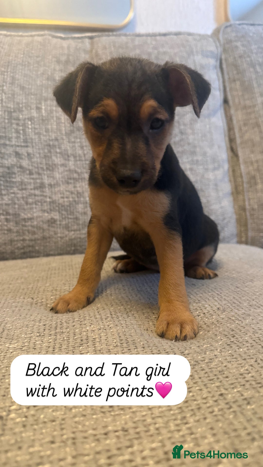 Jack Russell dogs for sale: 5 Jack Russell puppies - Advert 8