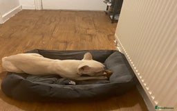 French Bulldog dogs for sale: Platinum French Bulldog - Image 6