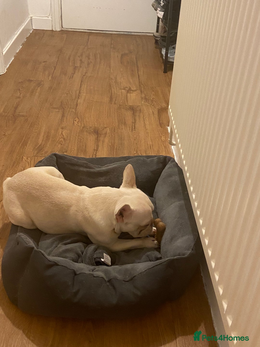 French Bulldog dogs for sale: Platinum French Bulldog - Image 6