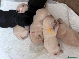 Labrador Retriever dogs - Advert 24