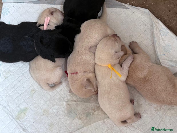 Labrador Retriever dogs - Advert 1