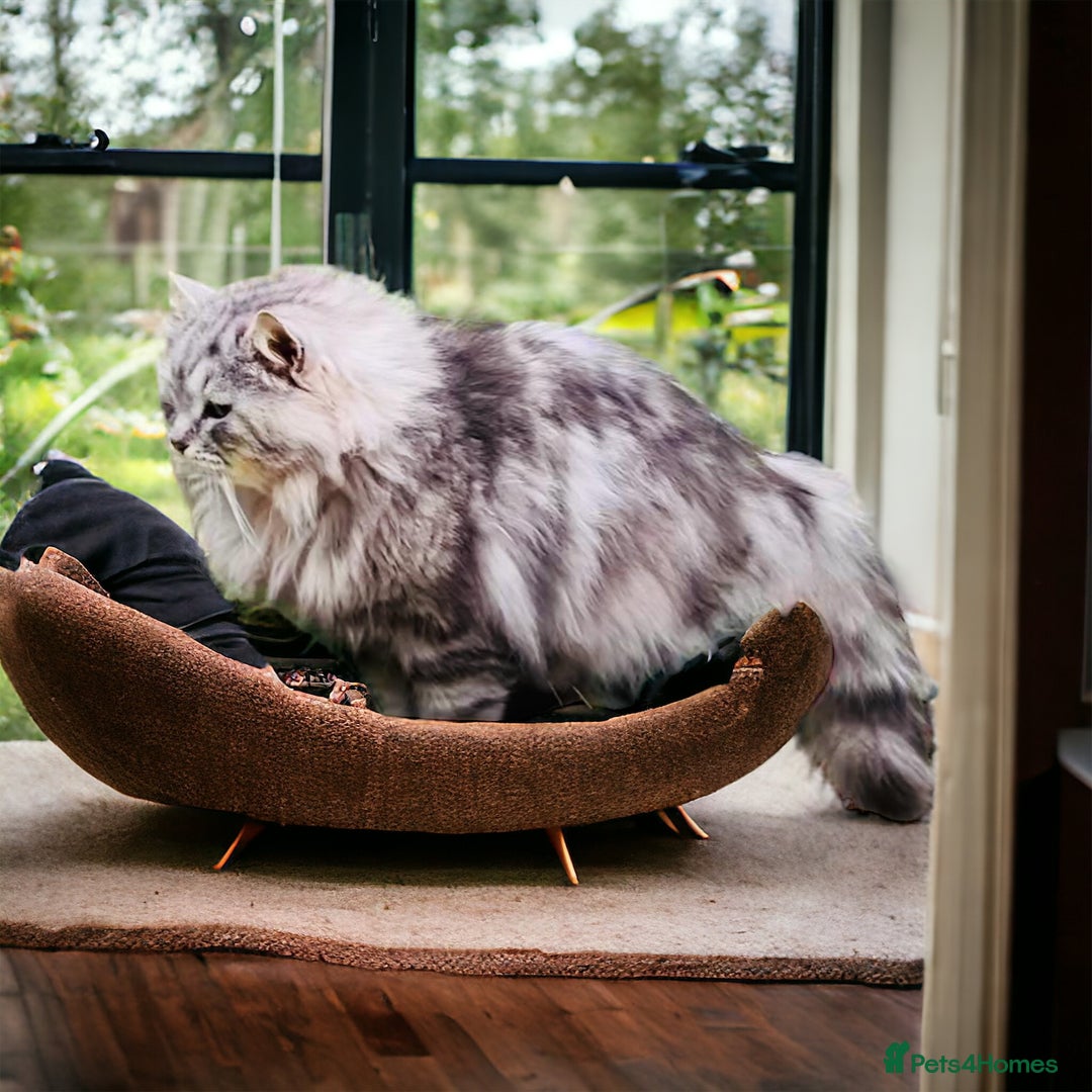 Siberian cats for sale: Fluffy, purebred, healthy Siberians come available - Advert 21