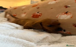 Miniature Dachshund dogs for sale: Top quality Miniature dachshund puppies. - Image 13