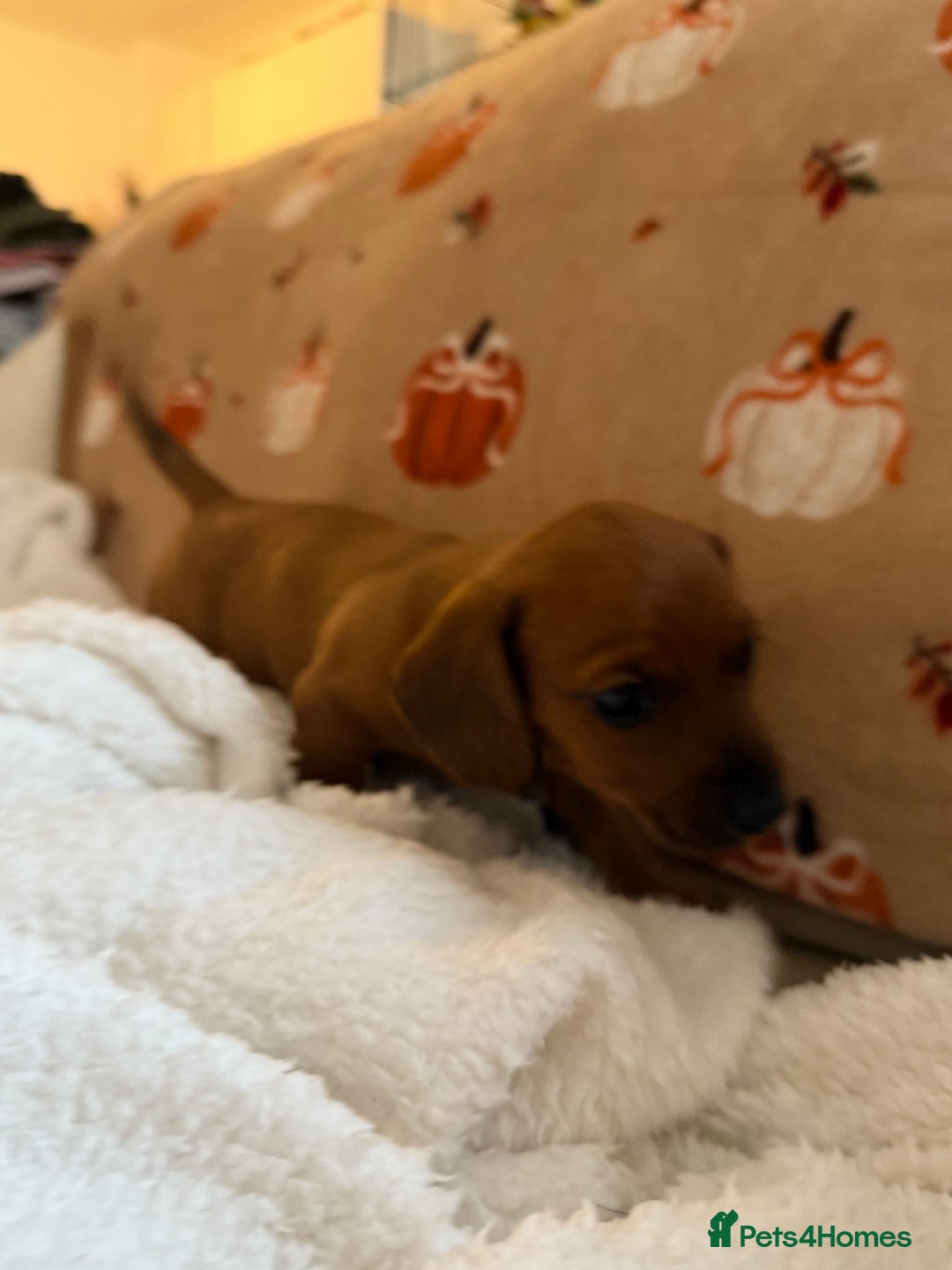 Miniature Dachshund dogs for sale: Top quality Miniature dachshund puppies. - Image 13