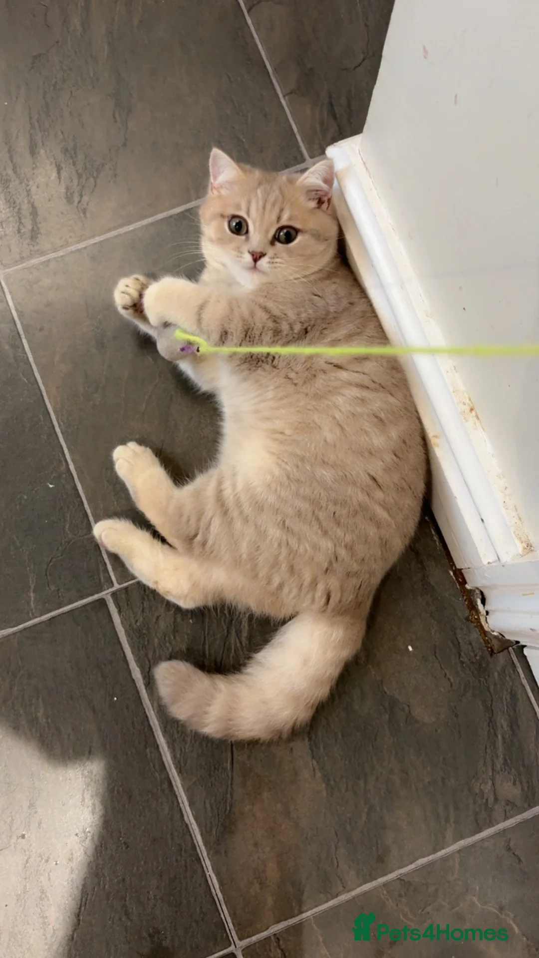British Shorthair cats for sale: 1 BEAUTIFUL BRITISH SHORTHAIR LEFT - Advert 2