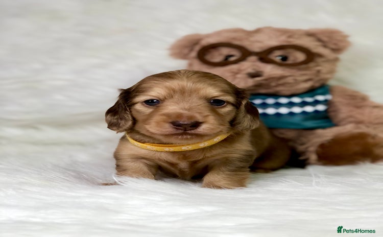 Miniature Dachshund dogs - Advert 6
