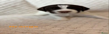 English Springer Spaniel Puppy 5