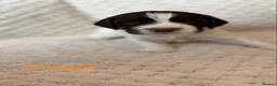 English Springer Spaniel dogs for sale: Springer Spaniel Puppies for Sale –  - Advert 14