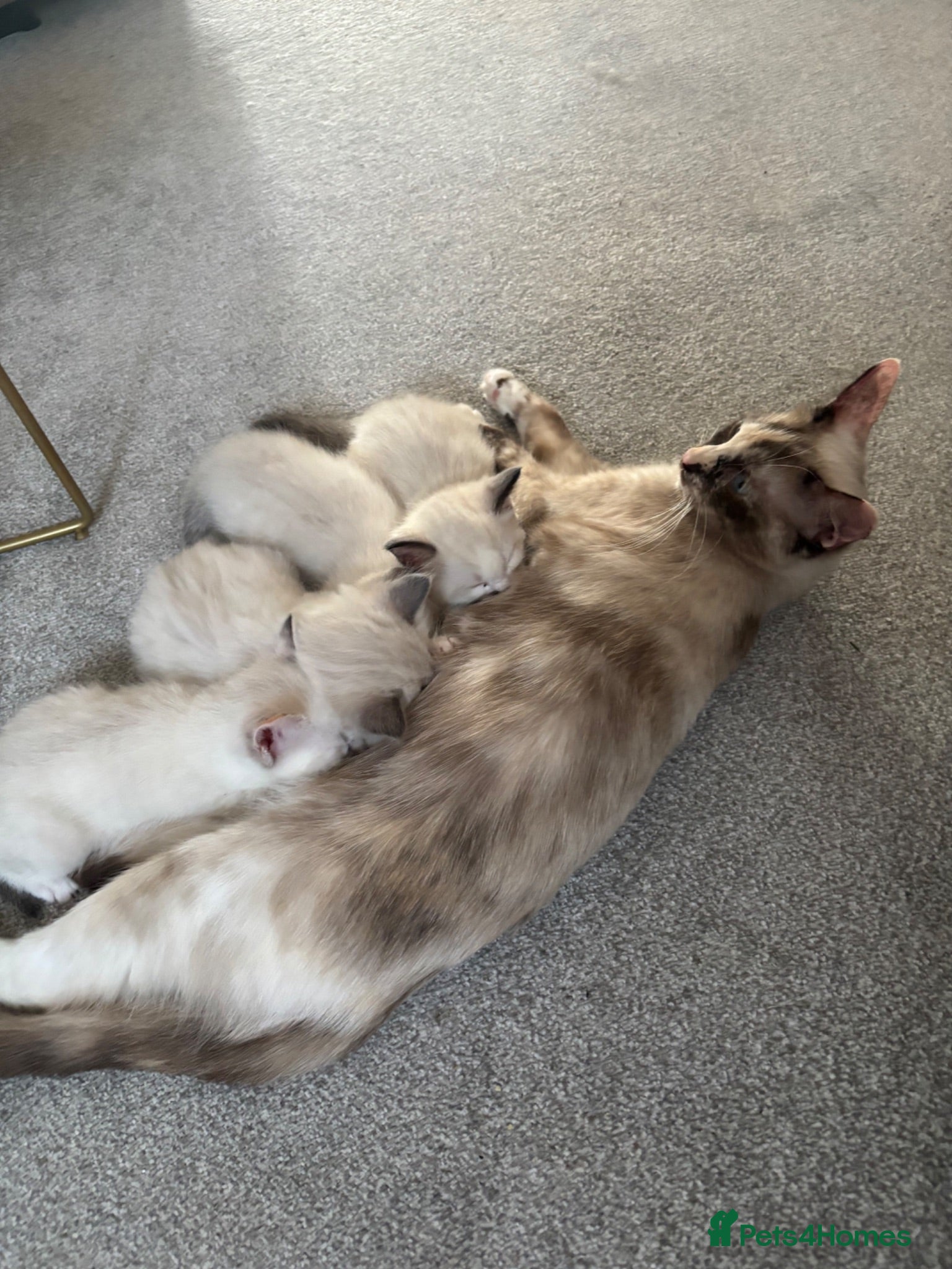 Ragdoll cats Rag doll kittens  - Advert 1