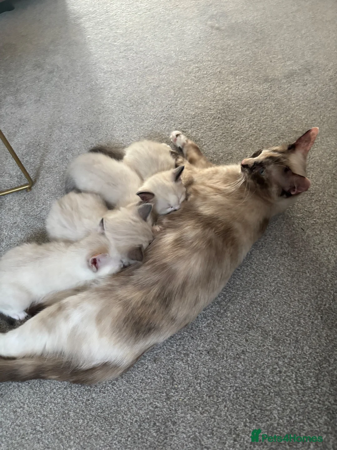 Ragdoll cats for sale: Rag doll cross kittens  - Advert 2
