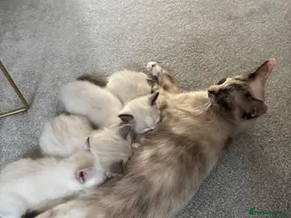 Ragdoll cats Rag doll kittens - Advert 1