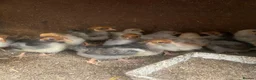 Chickens poultry for sale: Beautiful chicken , eggs , see details for price  - Advert 4
