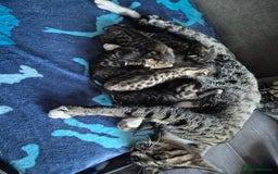 Savannah cats for sale: Savannah kittens ready to leave 24th October  - Image 17