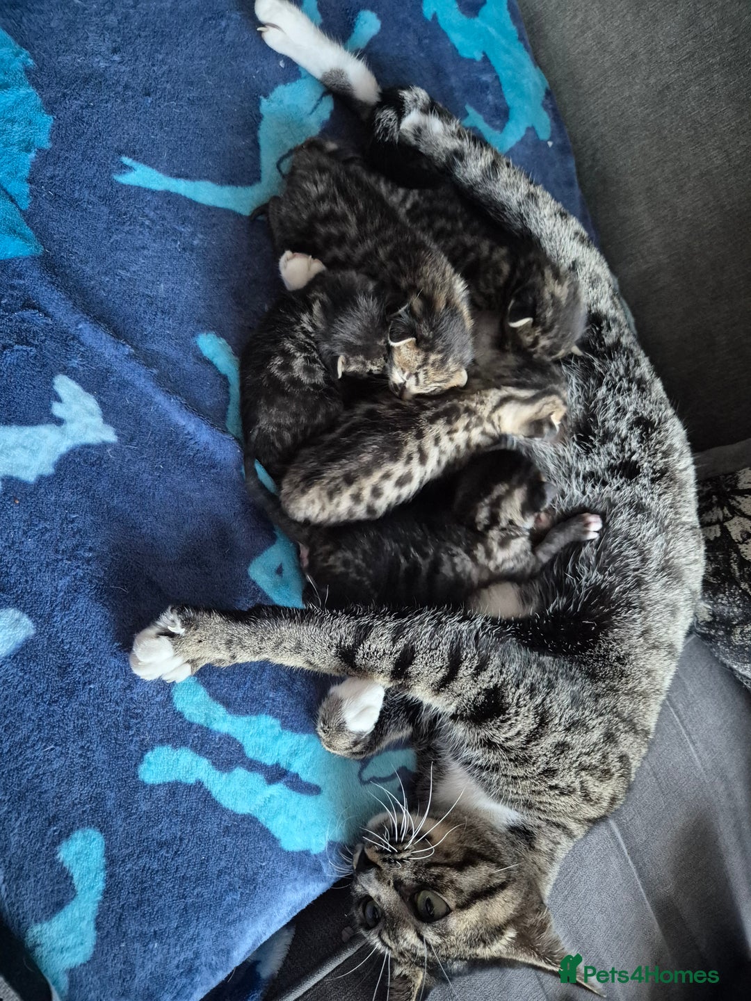 Savannah cats for sale: Savannah kittens ready to leave 24th October  - Image 17