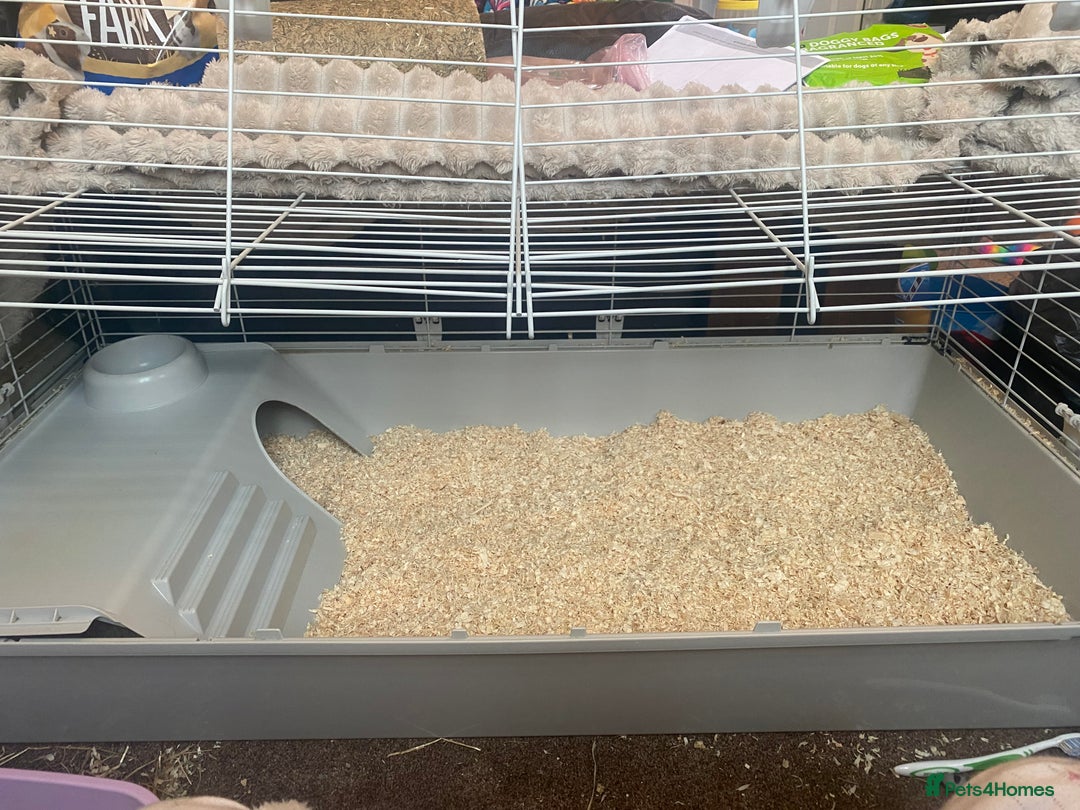 Guinea Pig rodents for sale: Cinnamon and peanut (comes with everything) - Advert 5