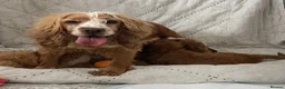 Cockapoo dogs for sale: AMAZING HEALTH CLEAR F1 COCKAPOO  - Advert 10