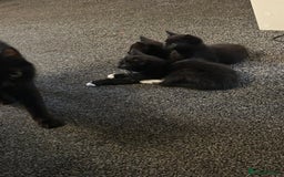 Mixed Breed cats for sale: Beautiful Kittens Looking for a Loving Home 🐾 - Image 9
