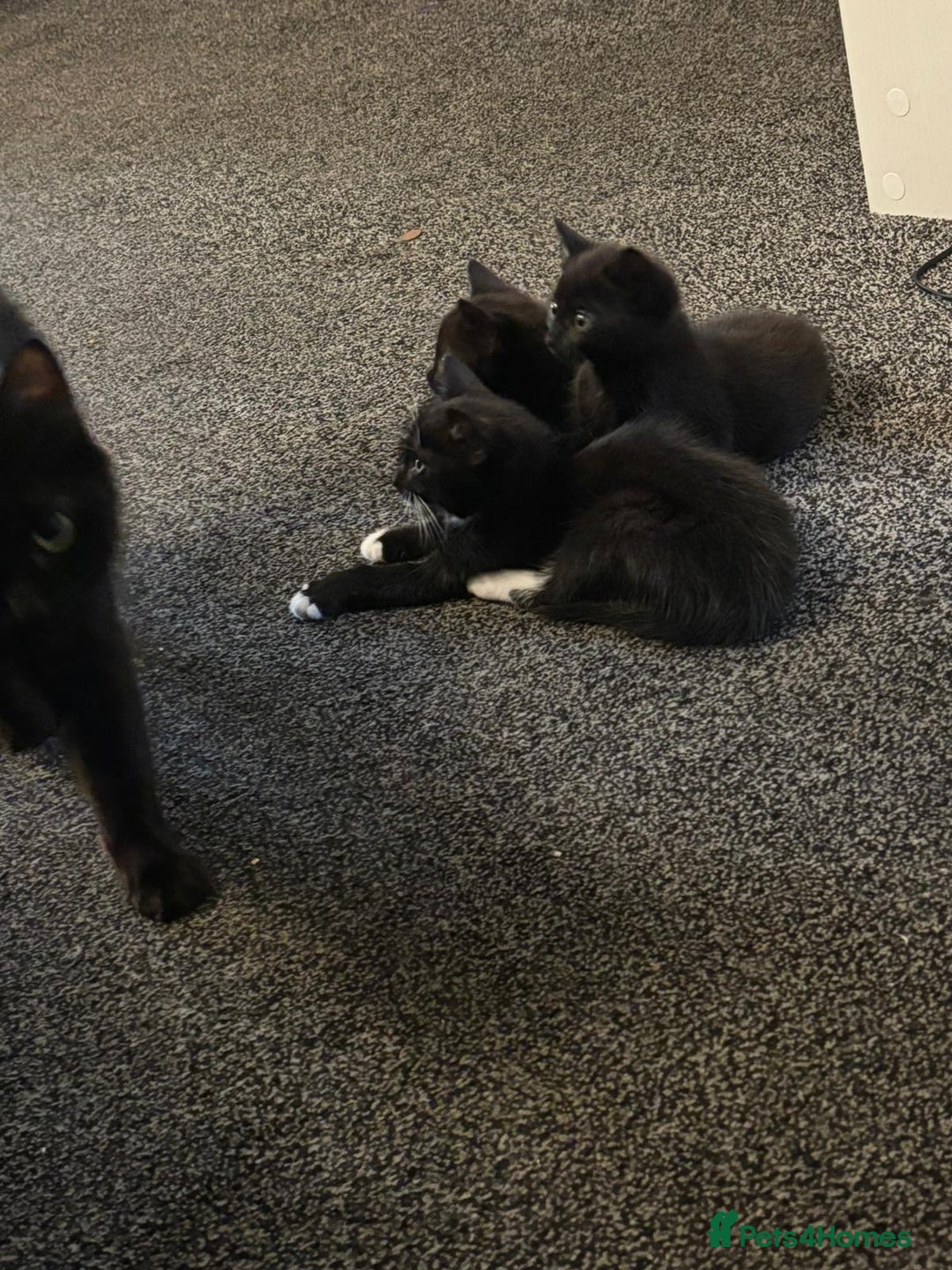 Mixed Breed cats for sale: Beautiful Kittens Looking for a Loving Home 🐾 - Image 9