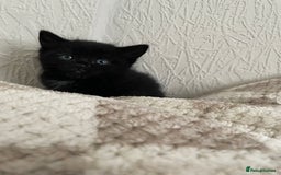 British Longhair cats for sale: Honey’s Kittens!  - Image 8