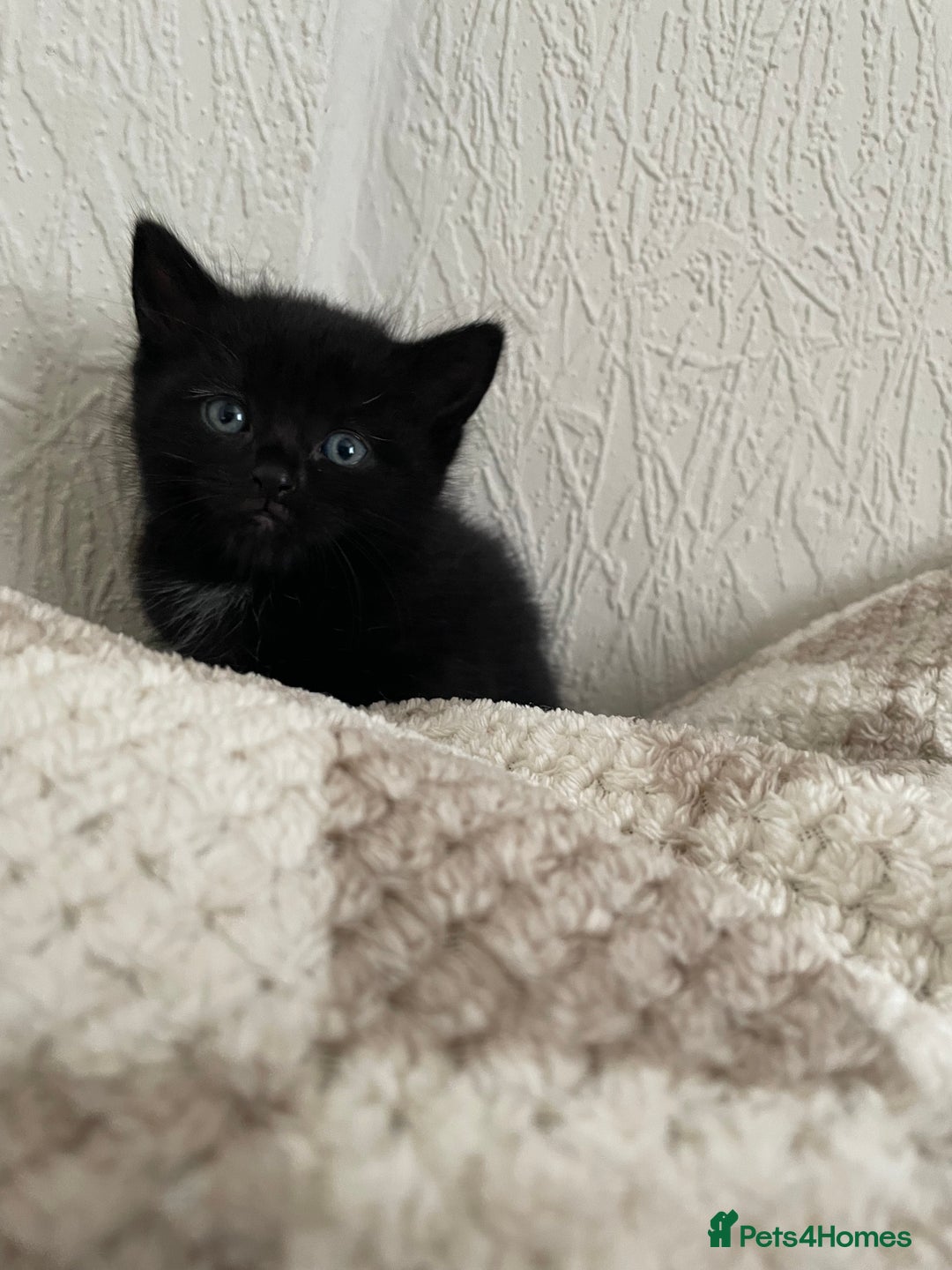 British Longhair cats for sale: Honey’s Kittens!  - Image 8