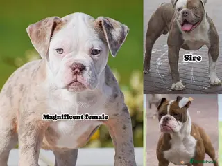 Old Tyme Bulldog dogs 23 YEARS, EXPERIENCE, 5 STAR RATED, LICENSED - Advert 8