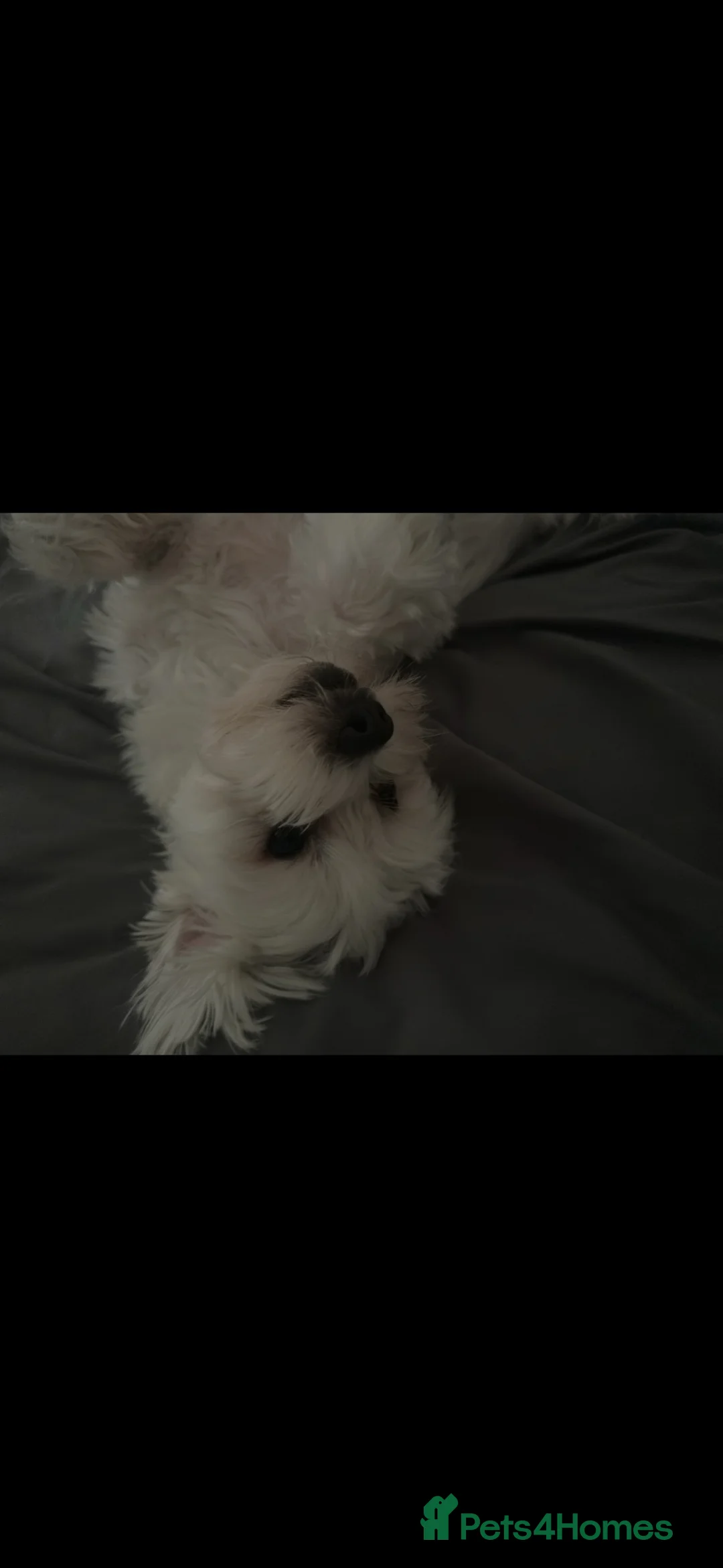 Maltese dogs for sale: Beautiful White Male Maltese – 3 Years 10 Months - Advert 8