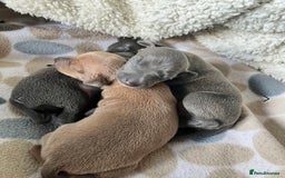 Italian Greyhound dogs for stud: Stud dog . Beautiful Italian greyhound  - Advert 5