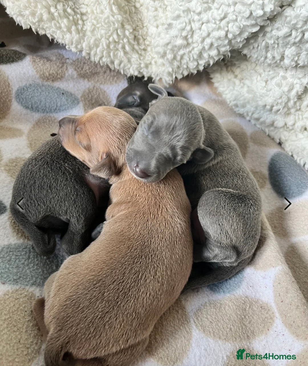 Italian Greyhound dogs for stud: Stud dog . Beautiful Italian greyhound  - Advert 5