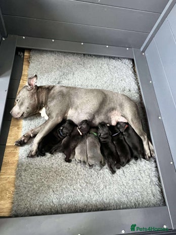 Staffordshire Bull Terrier dogs - Advert 4