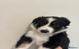 Australian Shepherd dogs for sale: *3 LEFT* Australian shepherd puppies for sale  - Image 15