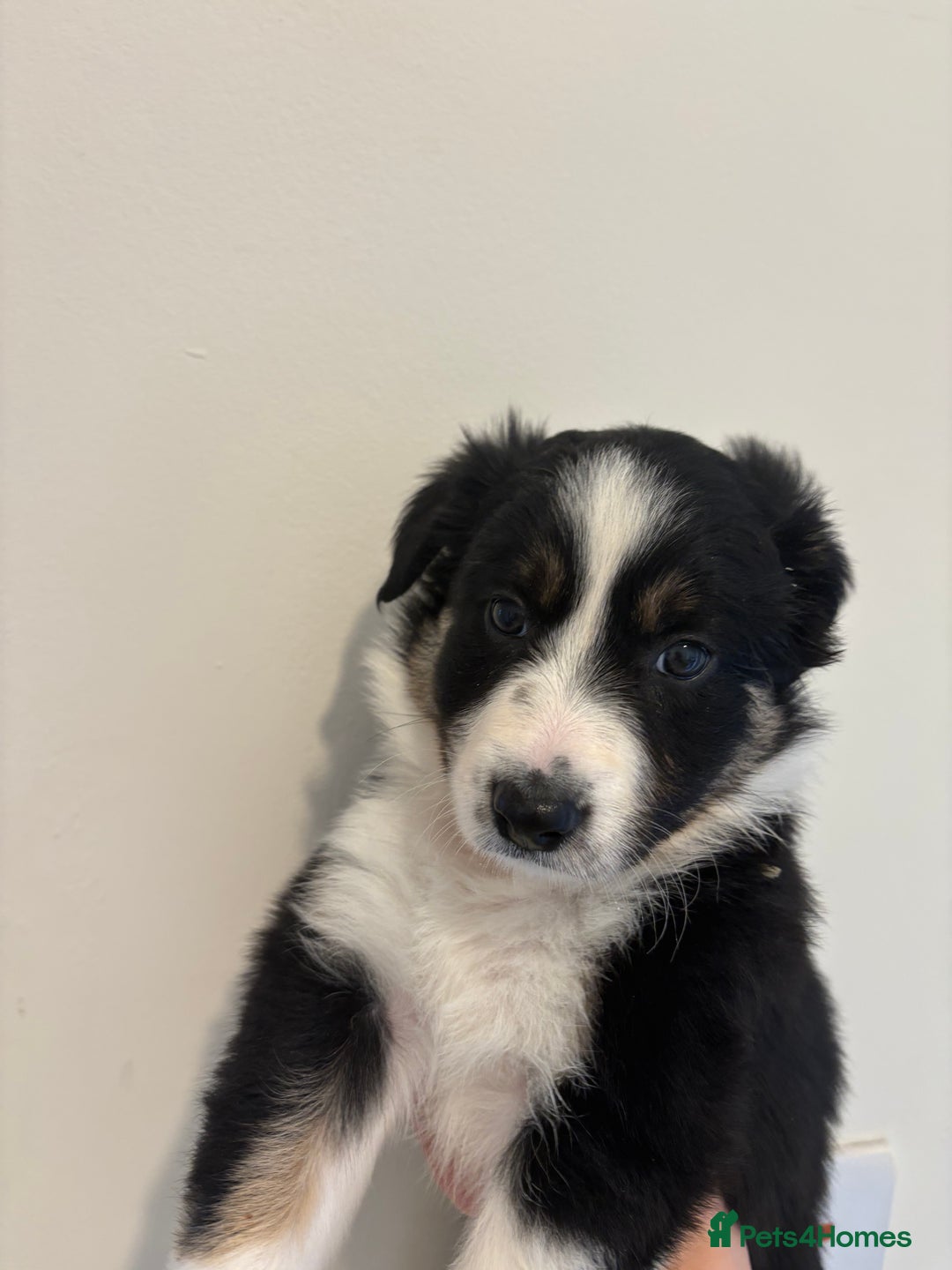 Australian Shepherd dogs for sale: *3 LEFT* Australian shepherd puppies for sale  - Image 15