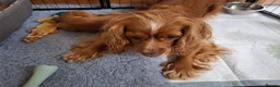 Mixed Breed dogs for sale: Cockerliar puppies in Droitwich - Advert 4