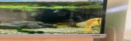 Plecos fish for sale: Golden Glass Cleaner with a Big Personality ✨ in Farnham - Advert 1