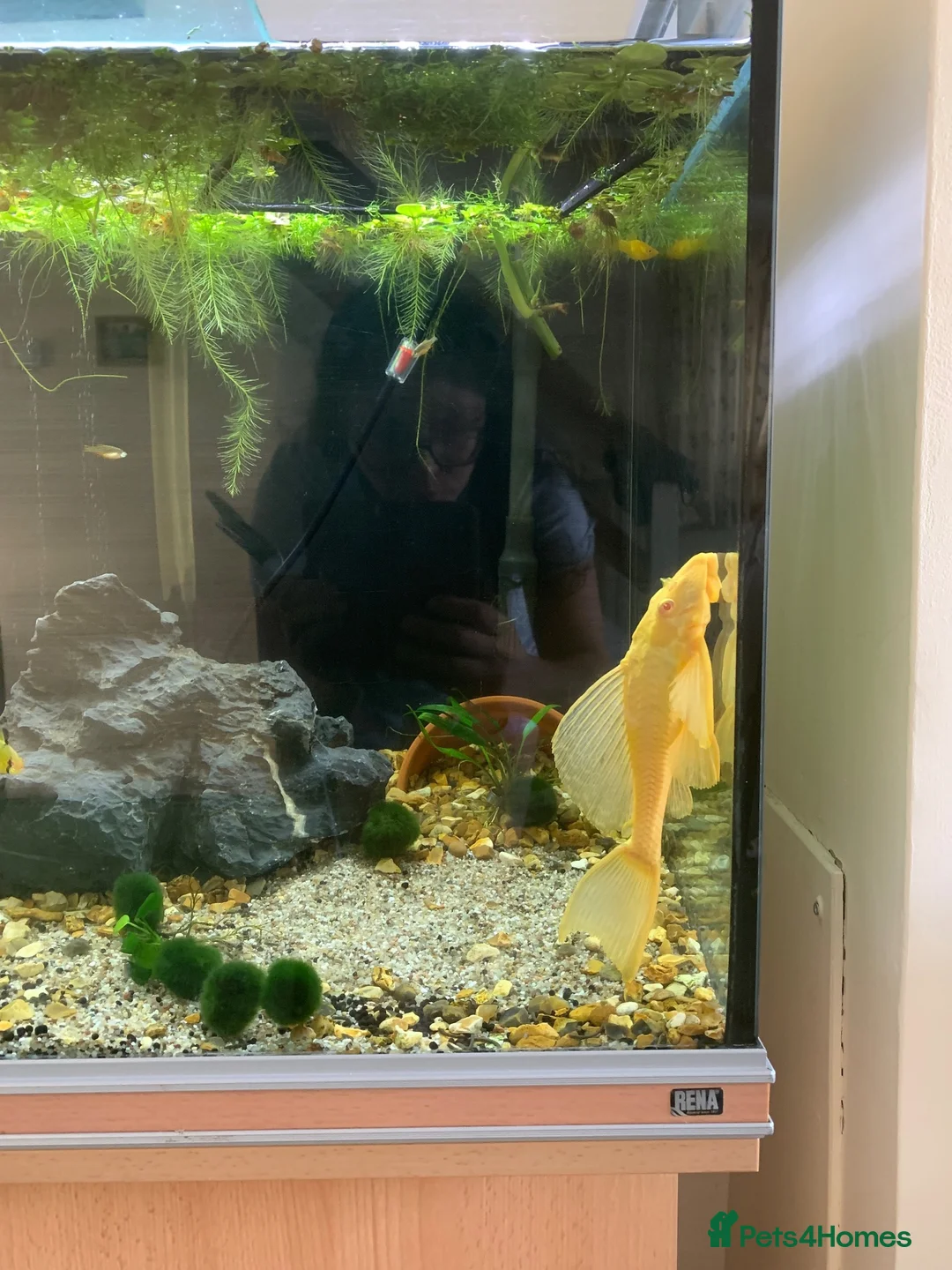 Plecos fish for sale: Golden Glass Cleaner with a Big Personality ✨ in Farnham - Advert 1
