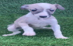 Whippet dogs for sale: Stunning kc reg whippet pups (last few remaining)  - Image 13