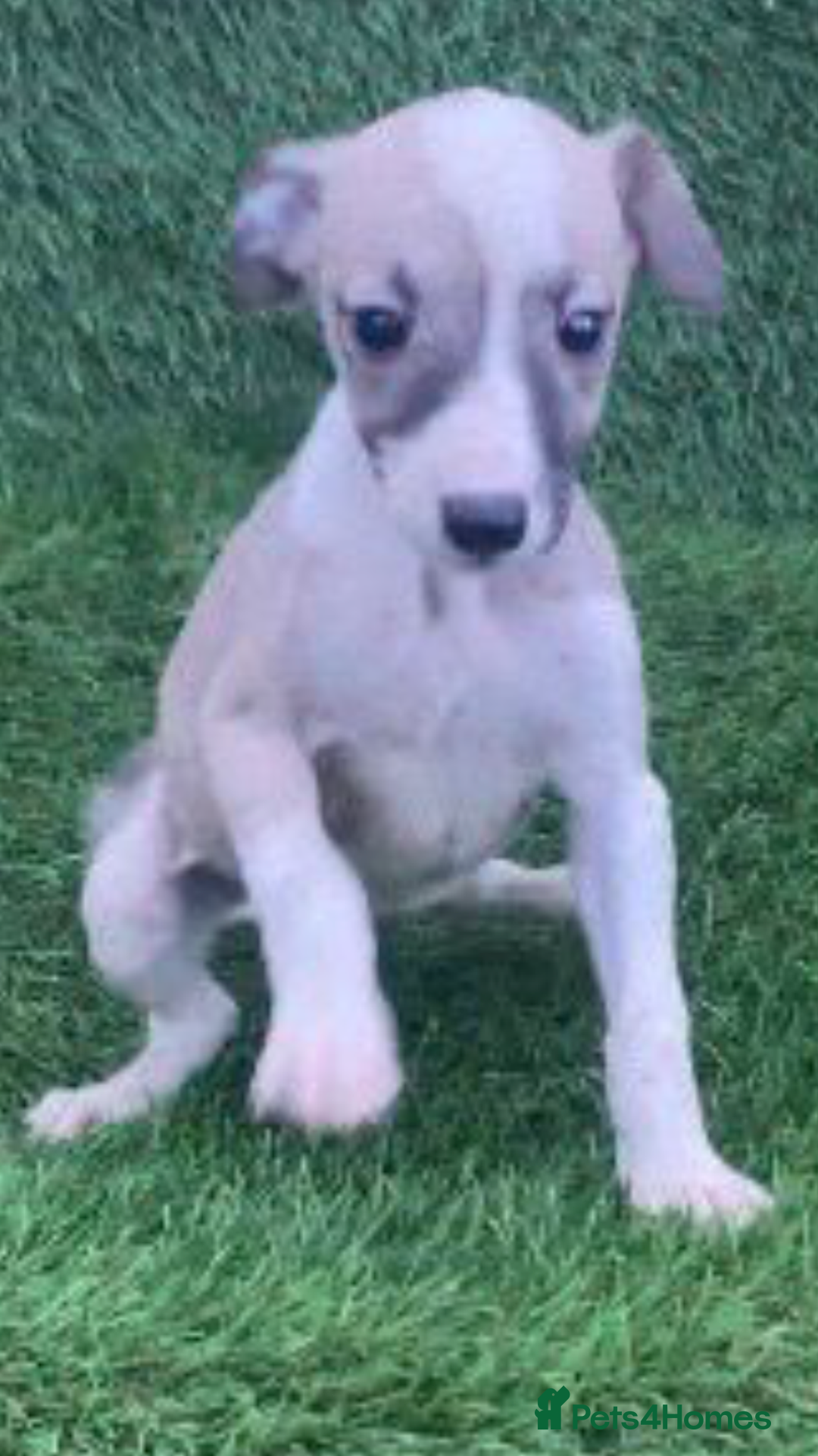 Whippet dogs for sale: Stunning kc reg whippet pups (last few remaining)  - Image 13