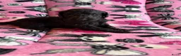 Standard Poodle dogs for sale: Kennel Club Registered Standard Poodle Puppies - Advert 18