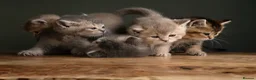 British Shorthair cats for sale: 5 Gorgeous Golden BSH Kittens Blue Fawn Chocolate - Advert 3