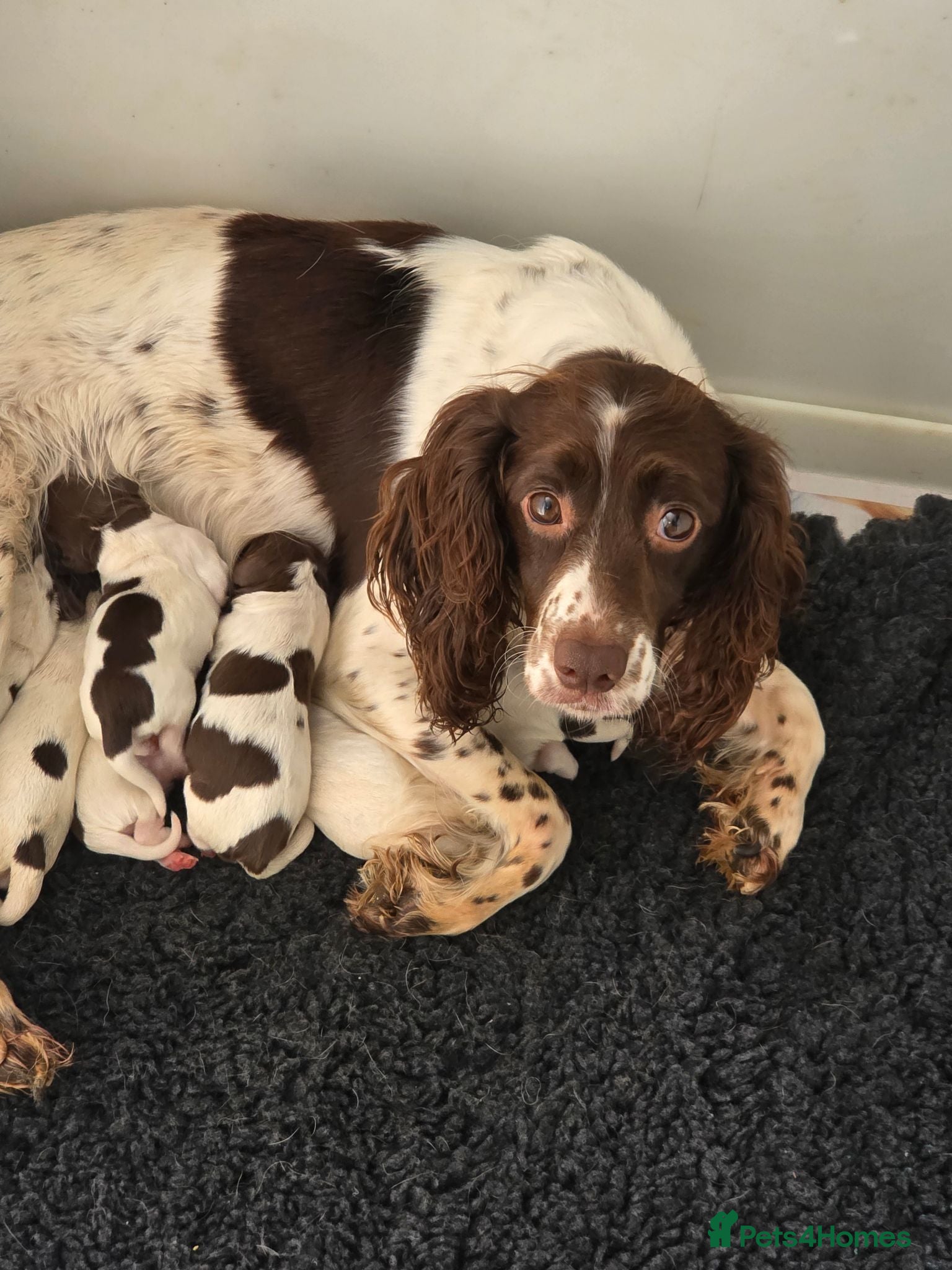 English Springer Spaniel dogs 11 Week Old Female Springer Spaniel Puppy - Advert 2