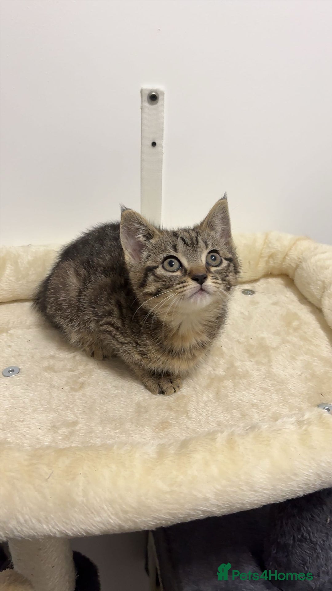 Mixed Breed cats for sale: Last remaining Female Kitten - Ready for rehoming! - Advert 3