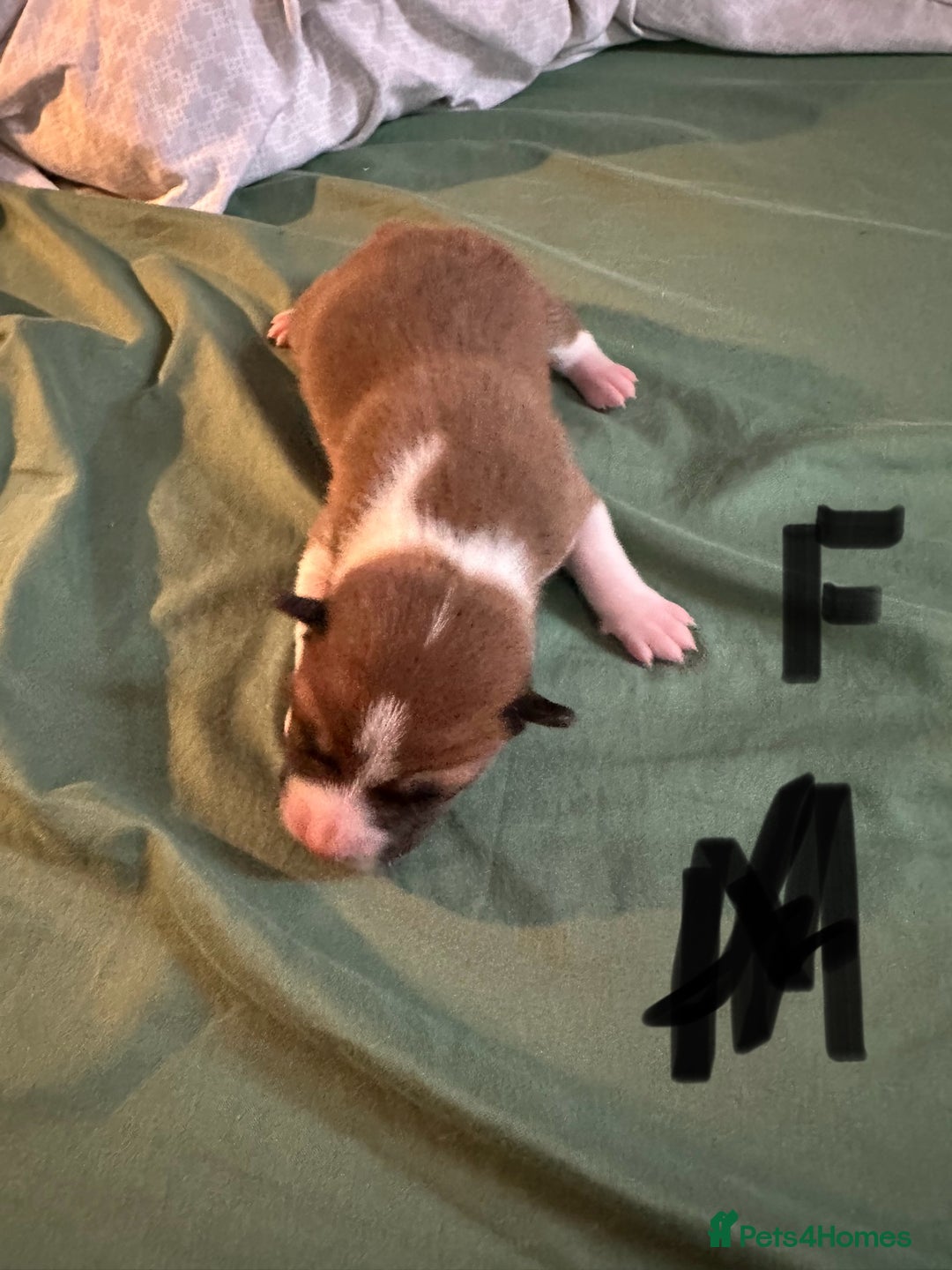 Basenji dogs for sale:  basenji puppies from pure breed mother father kc - Advert 2