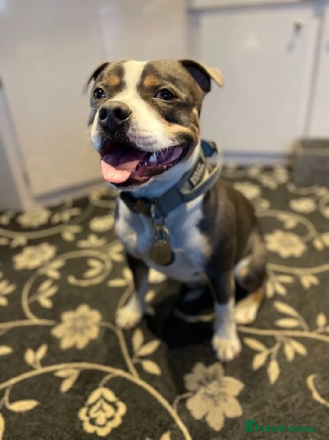 Staffordshire Bull Terrier dogs for stud: Tri blue PROVEN and only the best temperament in Swanage - Advert 2