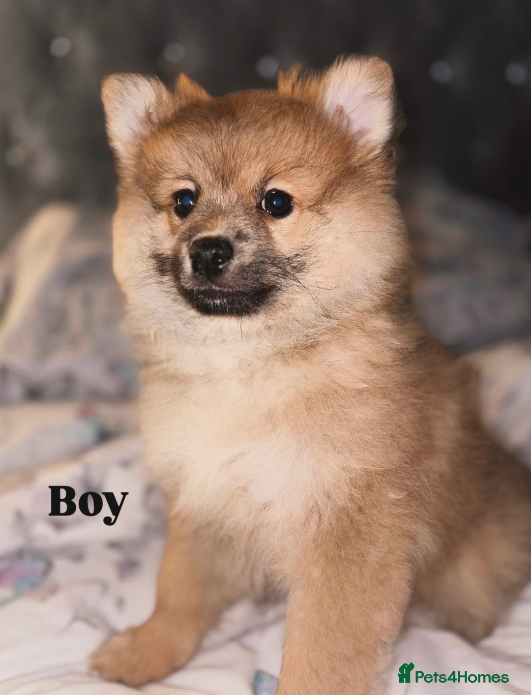 Pomeranian dogs for sale: Beautiful 9-week-old Pomeranian puppies  - Image 4