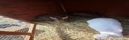 Mixed Breed rabbits for sale: Bunnies in Boldon Colliery - Advert 9