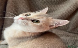 British Shorthair cats for sale: Older rare goldens n c/points 🐱   in Ashton-under-Lyne - Advert 24