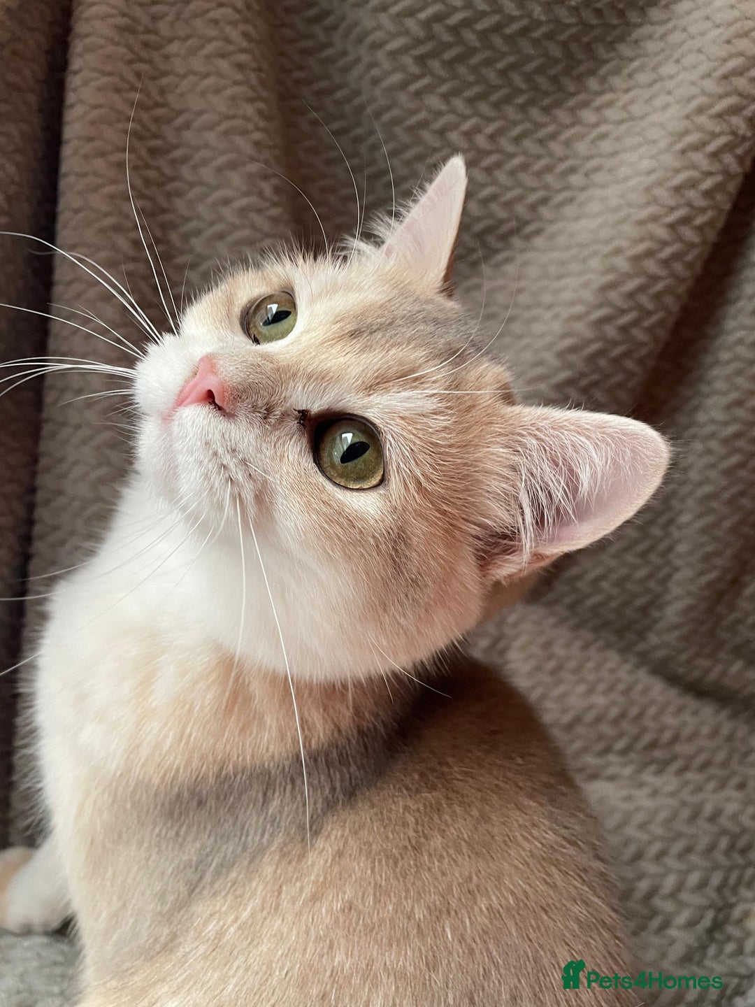 British Shorthair cats for sale: Older rare goldens n c/points 🐱   in Ashton-under-Lyne - Advert 24